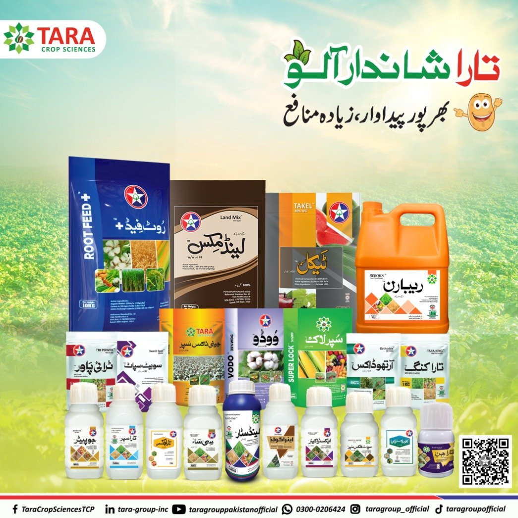 4 Tara Group