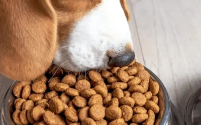 Beagle dog eating dry kibble pet food from a metal bowl